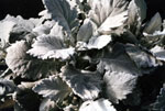 Dusty Miller