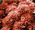 Orange Red Mum