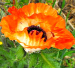 Ornamental Poppy