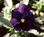 pansy