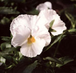 white pansy