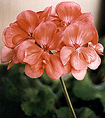 pink geranium