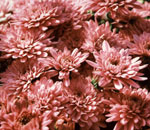 Pink Lavendar Mum