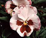 pink white pansy