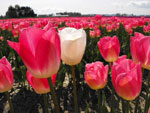 Pink White Tulip