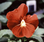 red pansy