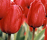 Red Tulip