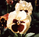 red white pansy
