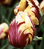 Red Yellow Tulip