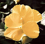 yellow pansy