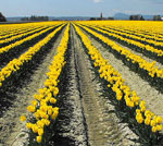 Yellow Tulip