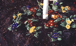 quality soil will enhance your beds