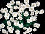 candytuft