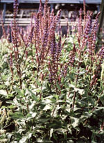 Caradonna Salvia