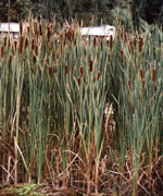 Cattails