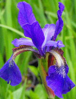 Dutch Iris