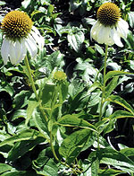 Echinacea purpurea