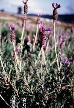 Spanish Lavender