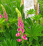Lupine
