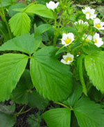 Rainier Strawberries