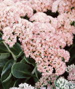 Sedum Autumn Joy