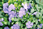 vinca minor