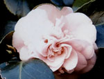 Camellia