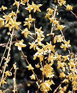 Forsythia