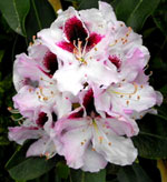 Rhododendron