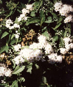 spirea