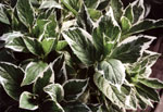 Variegated Hydrangea