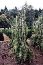 Blue Alaska Cedar