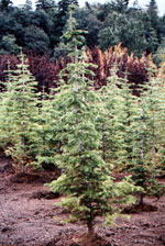 Alpine Fir