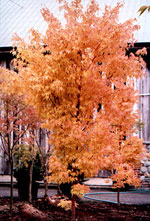 Coral Bark Maple