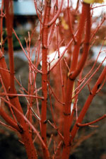 Coral Bark Maple