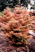 Cryptomeria