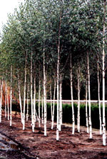 Jacquemontii Birch aka Himalyan Birch