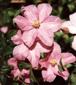 clematis