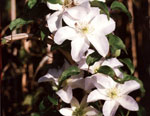 clematis