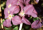 clematis