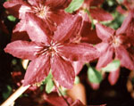 clematis