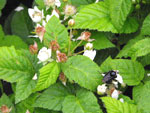 marionberry blossoms